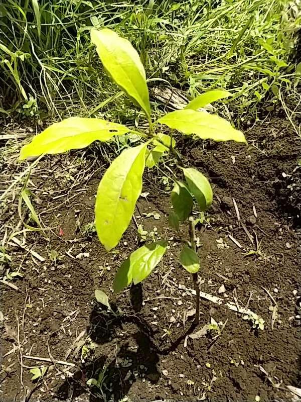 tree image