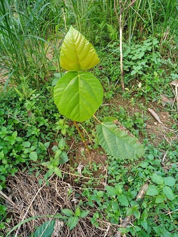 tree image