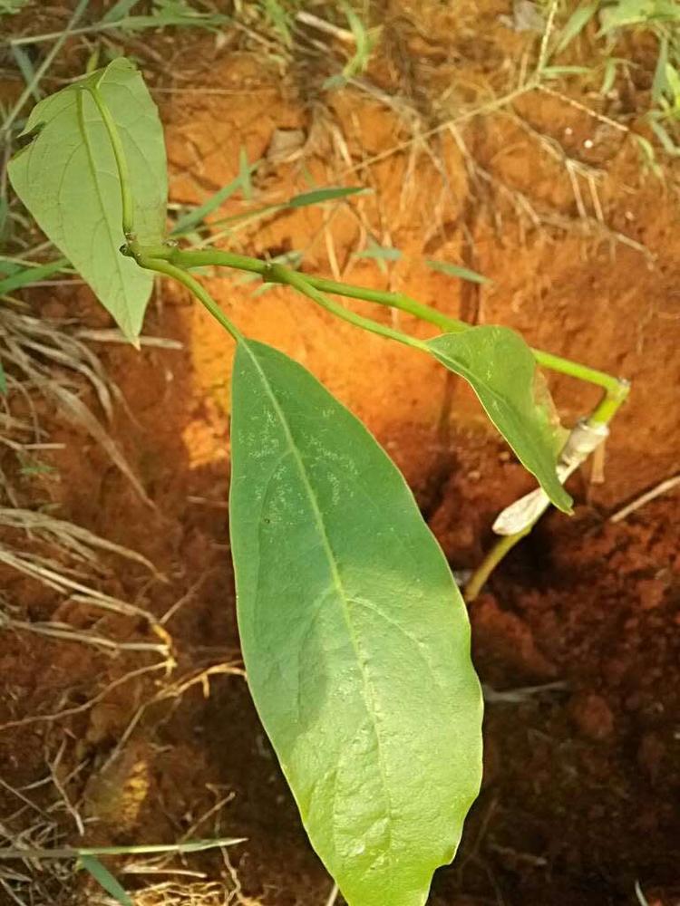 tree image