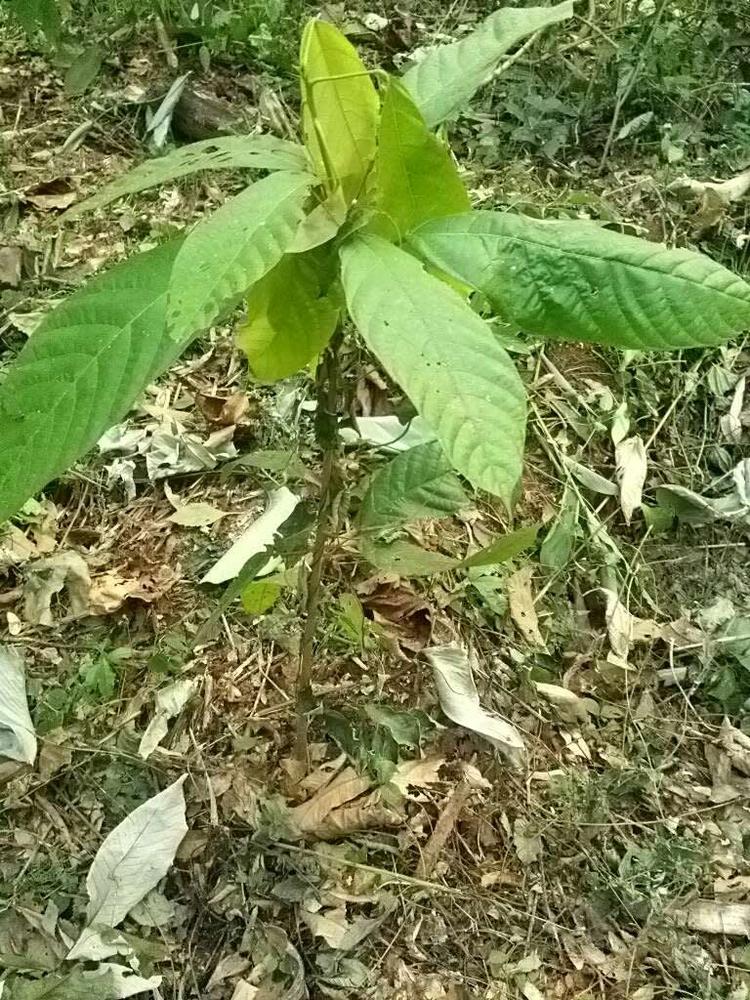 tree image