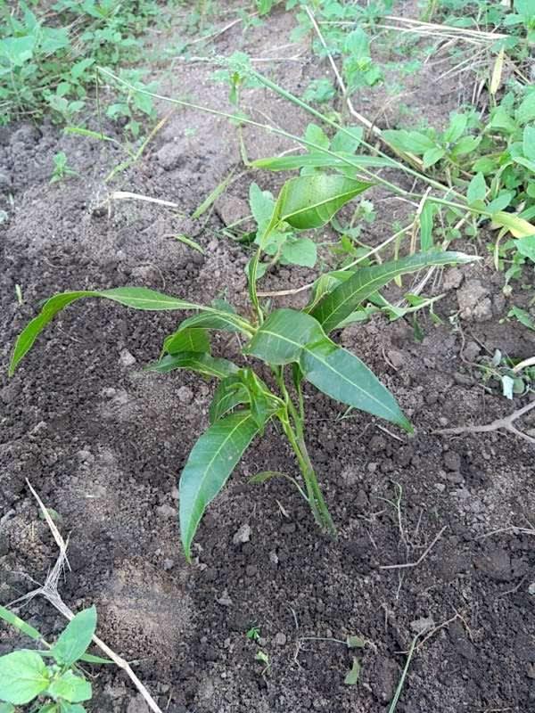 tree image