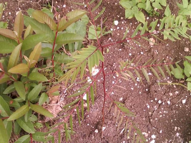 tree image