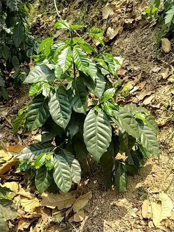 tree image