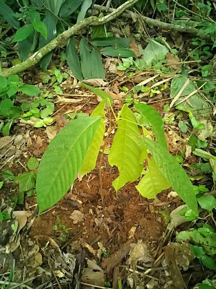 tree image