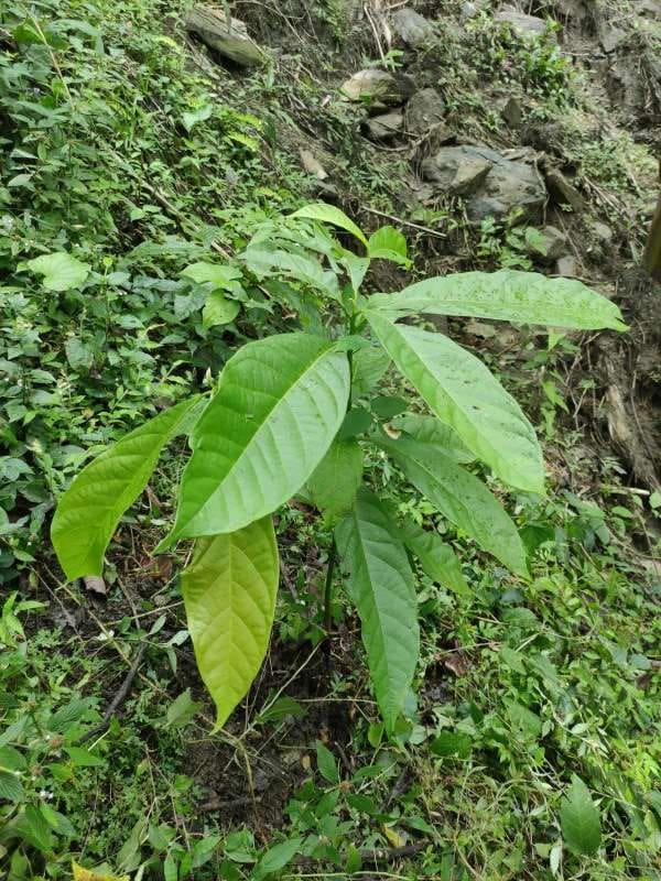 tree image