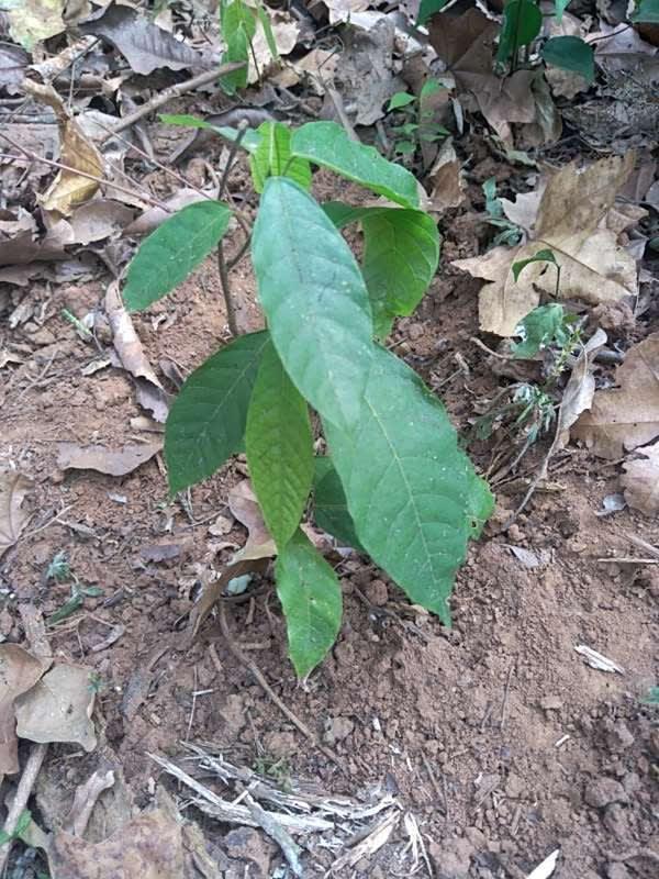 tree image