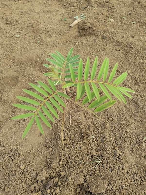 tree image
