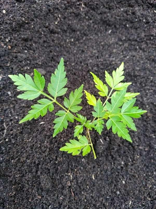 tree image