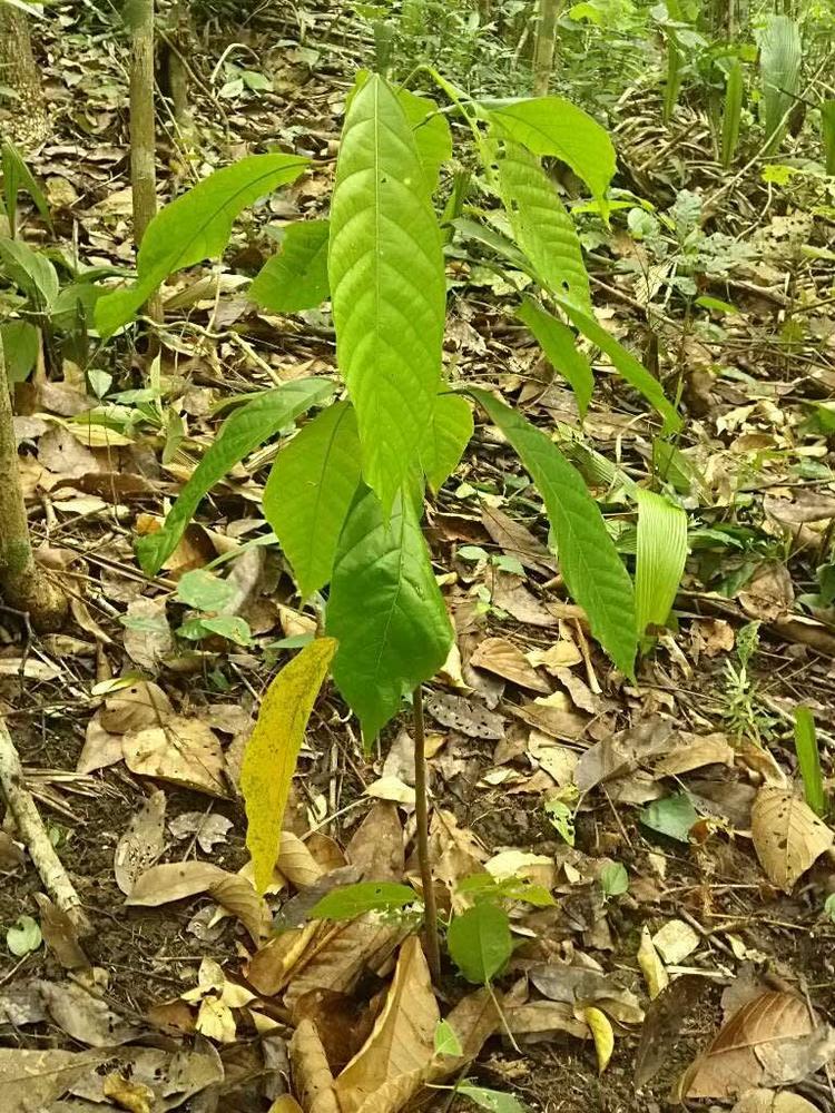 tree image