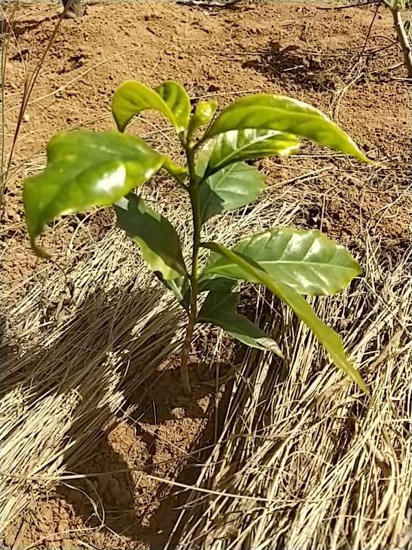 tree image