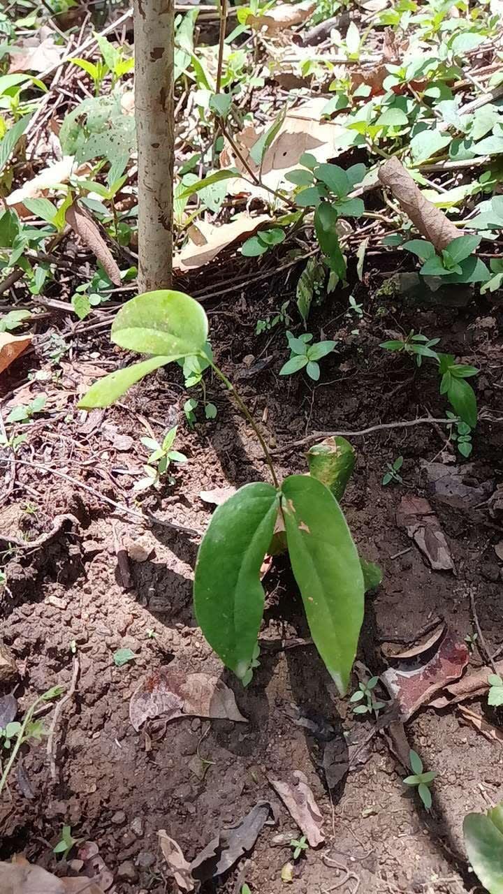 tree image