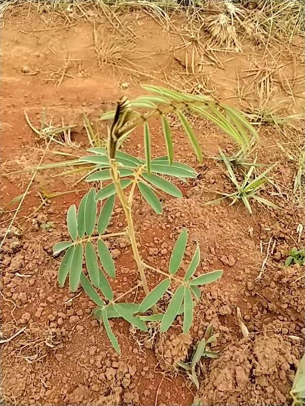 tree image