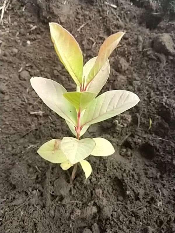 tree image