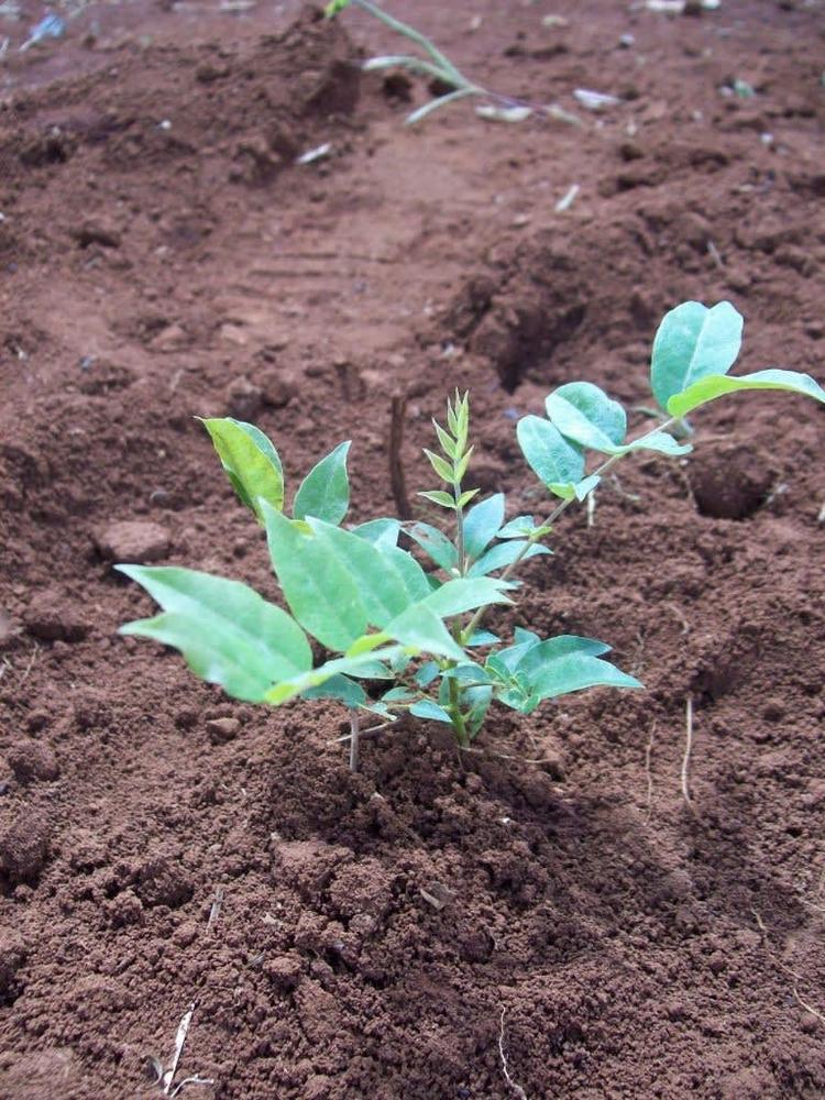 tree image