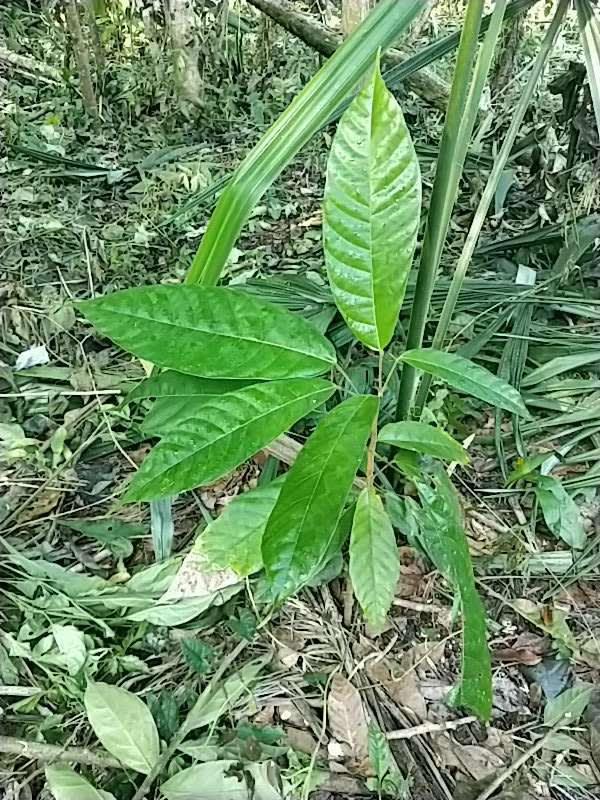 tree image