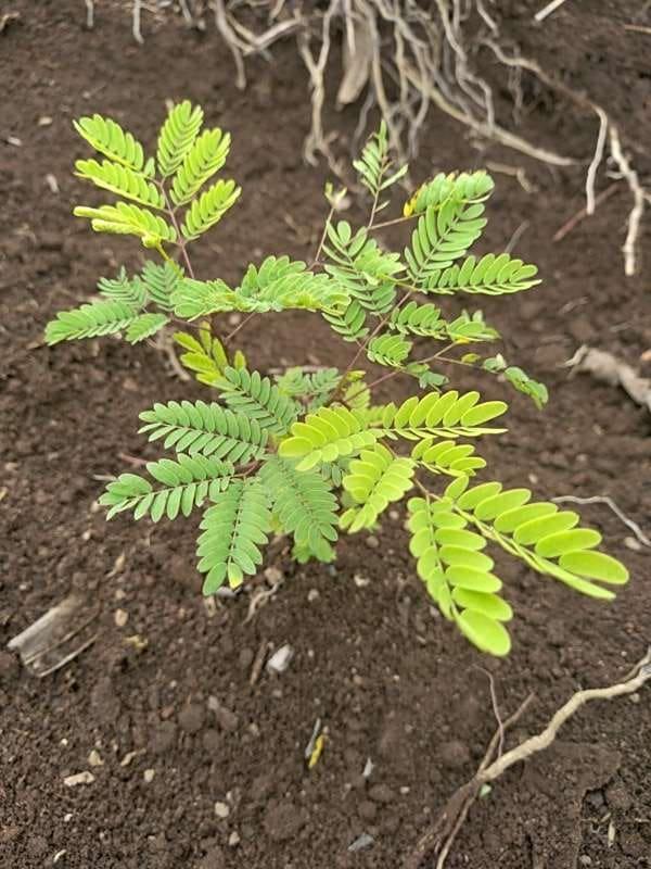 tree image