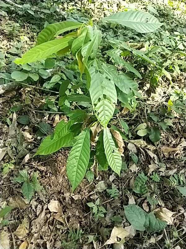 tree image