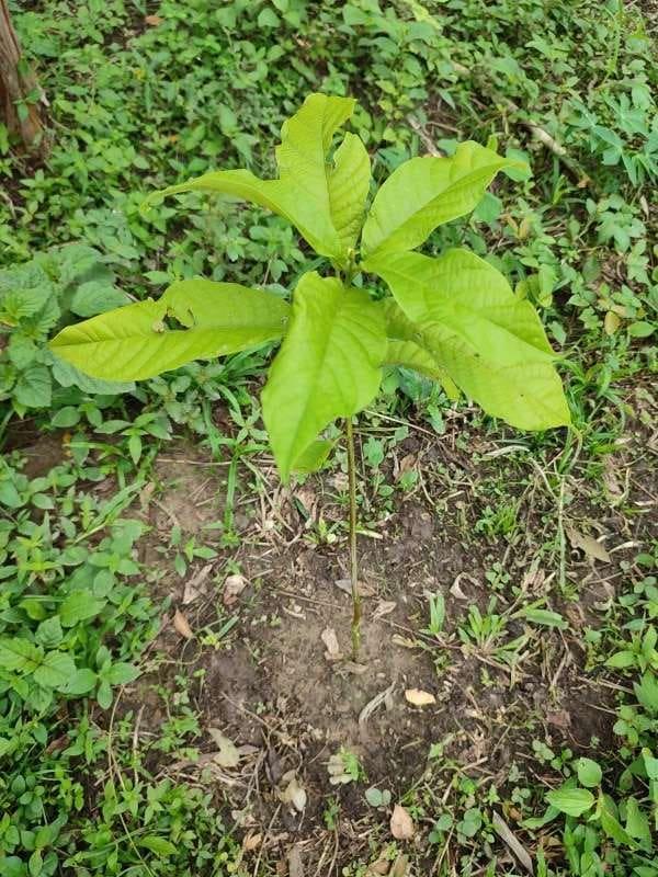 tree image