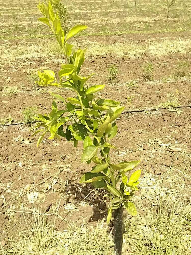 tree image