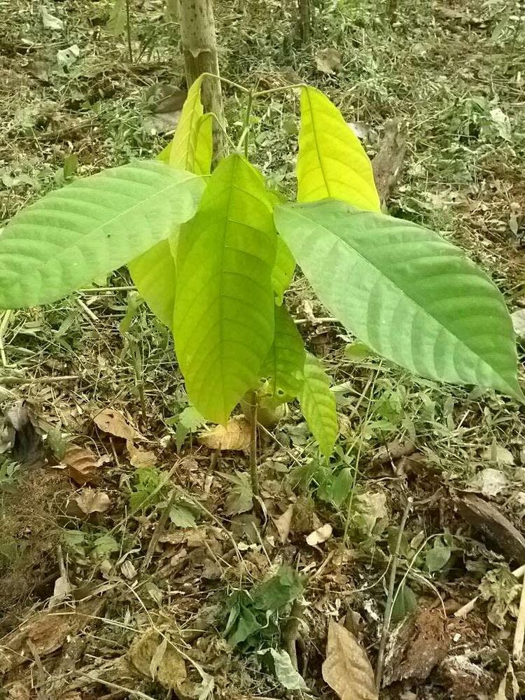 tree image