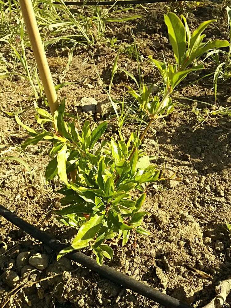 tree image