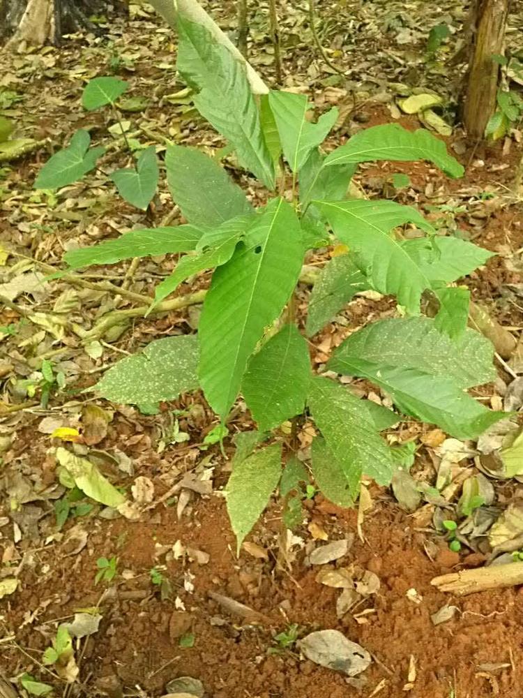 tree image