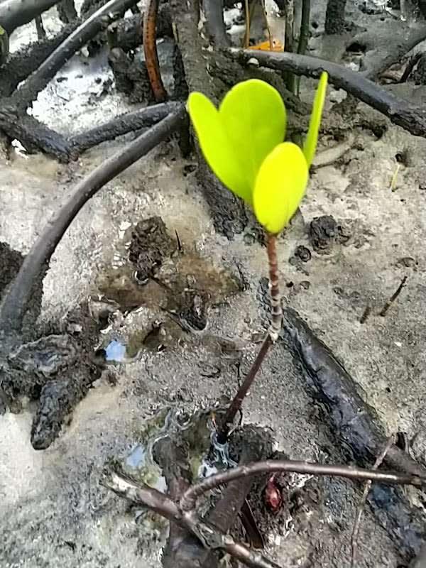 tree image