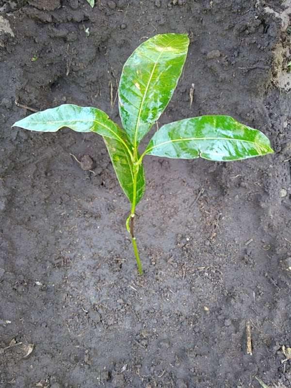 tree image