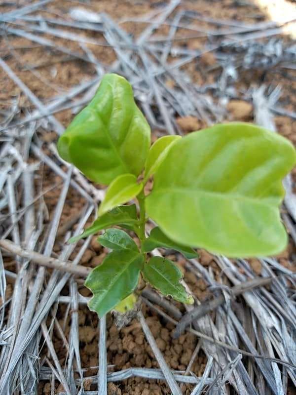 tree image