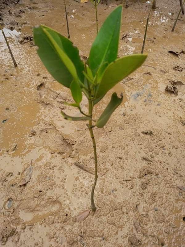 tree image