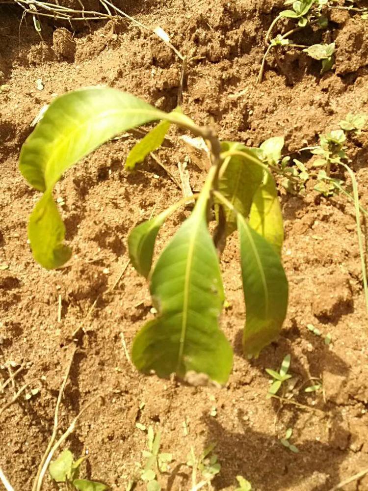 tree image