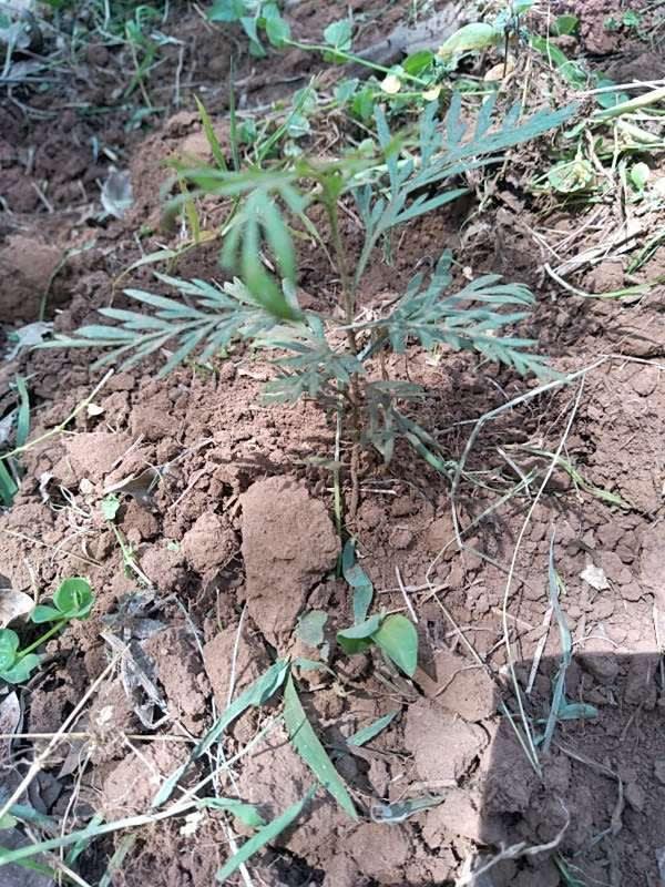 tree image