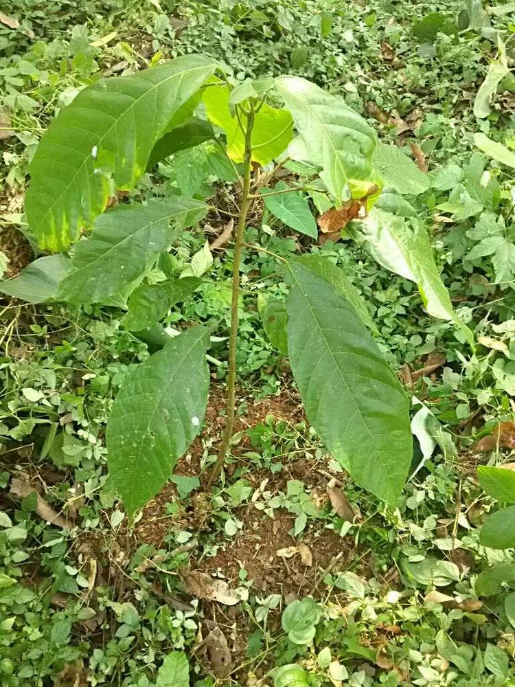 tree image