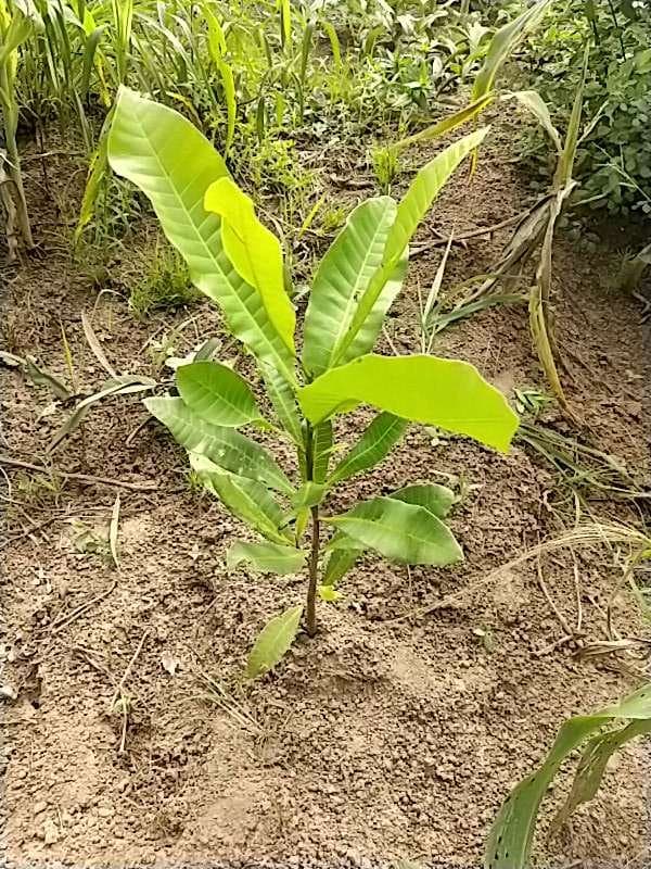 tree image