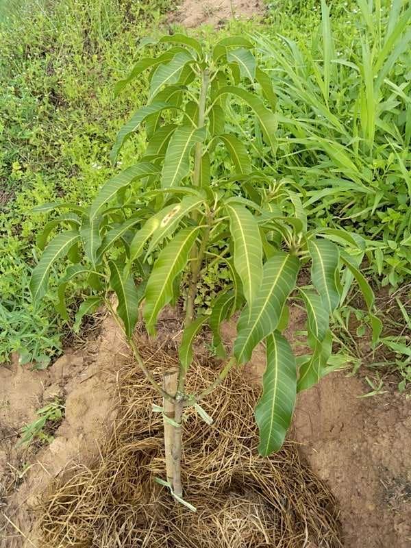 tree image