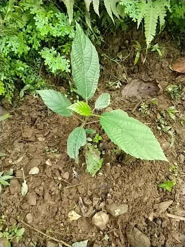 tree image
