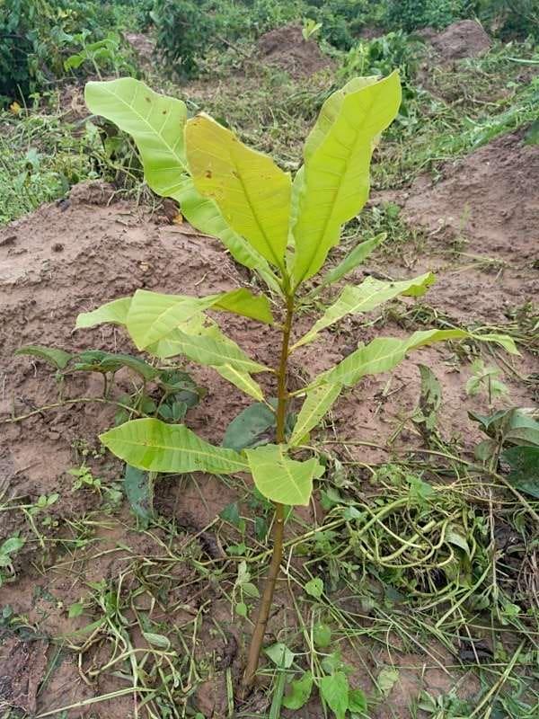 tree image