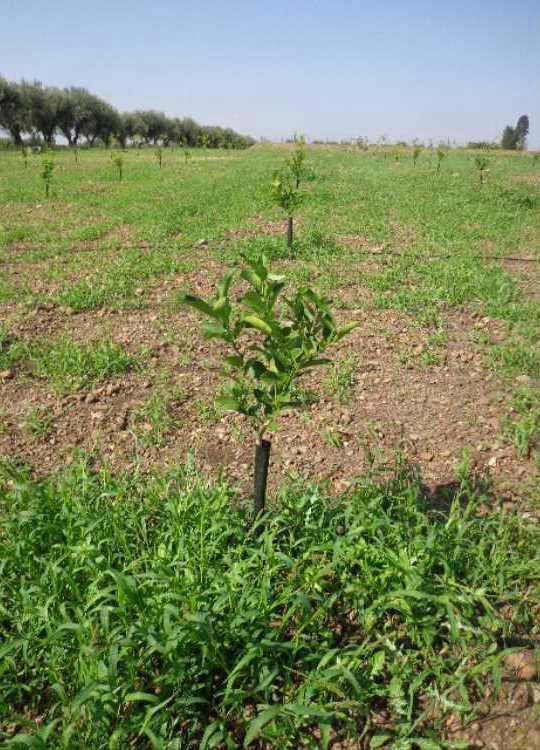 tree image