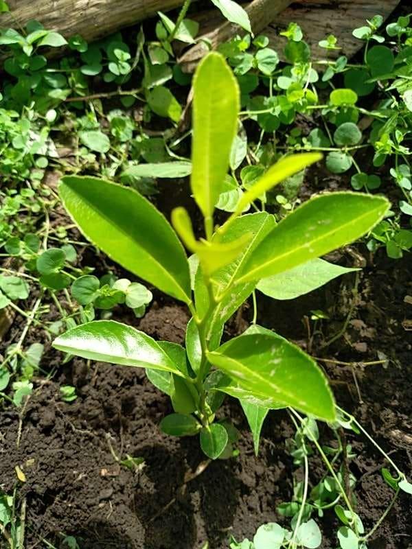 tree image