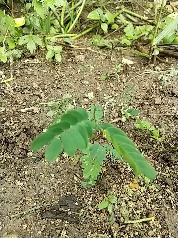 tree image