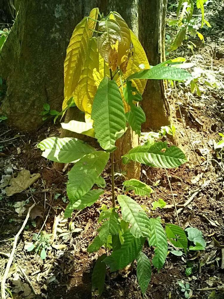 tree image