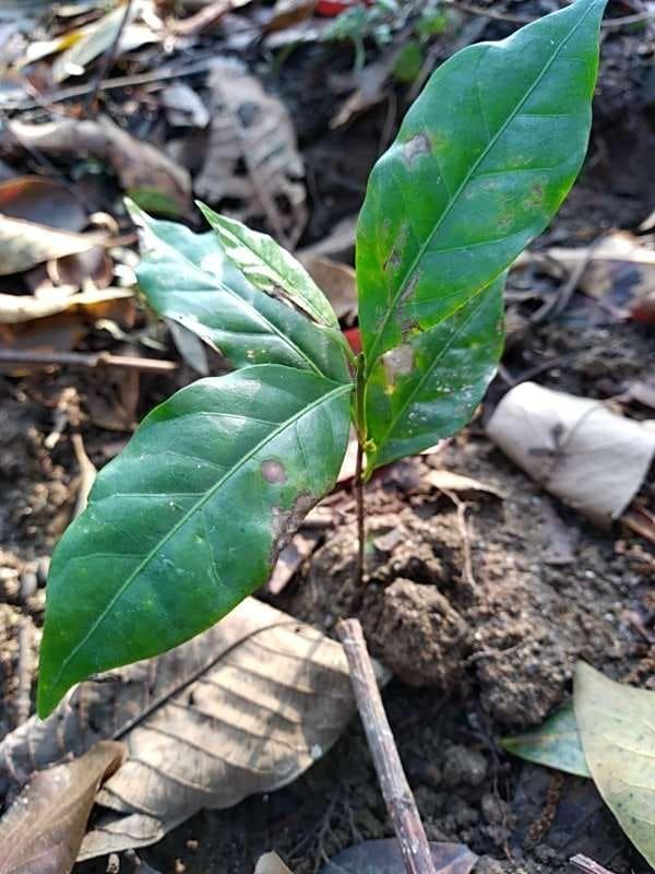 tree image
