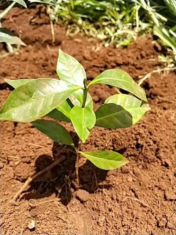 tree image