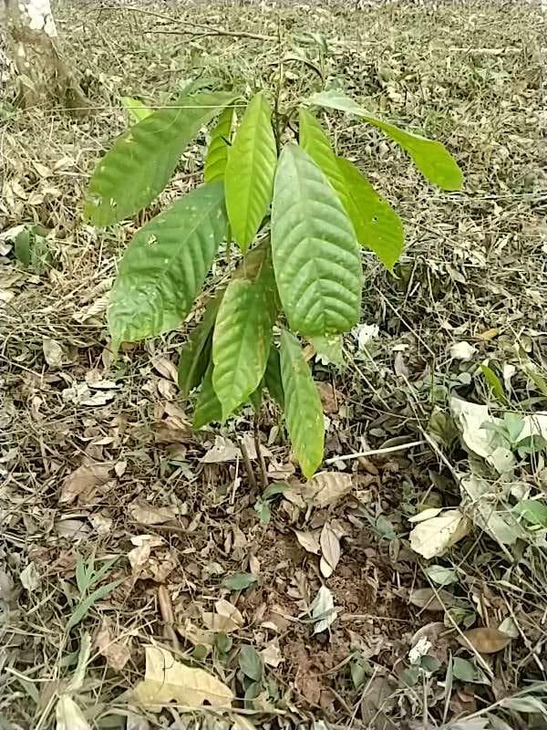 tree image