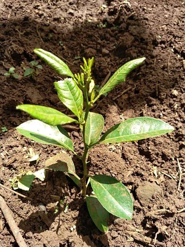 tree image