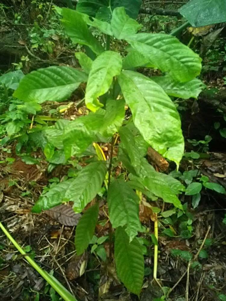 tree image