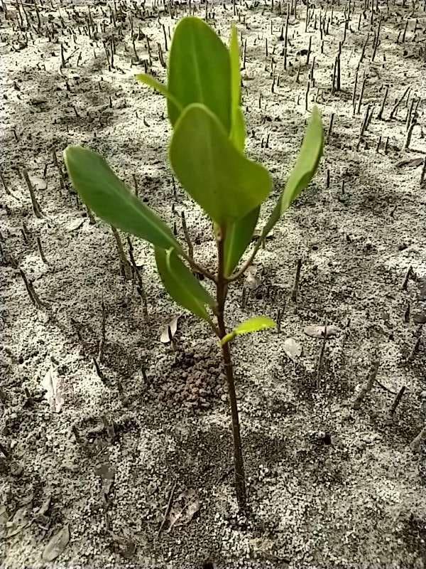 tree image