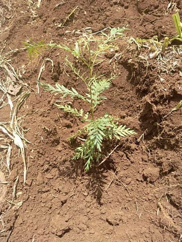 tree image