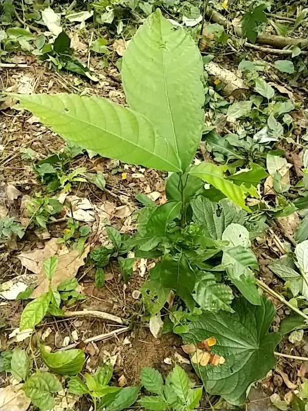 tree image