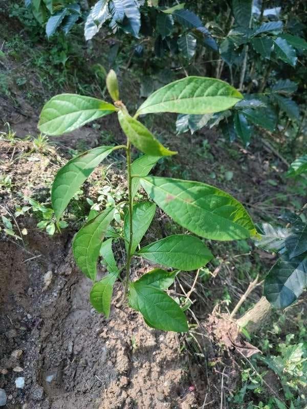 tree image